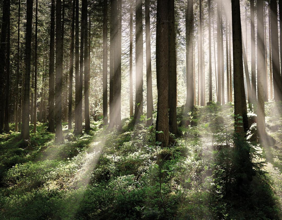 Woodland Whispers card